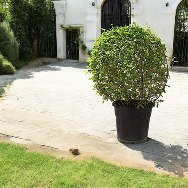 Ehretia Microphylla - Fukien Tea Tree - Ehretia Ball Shape
